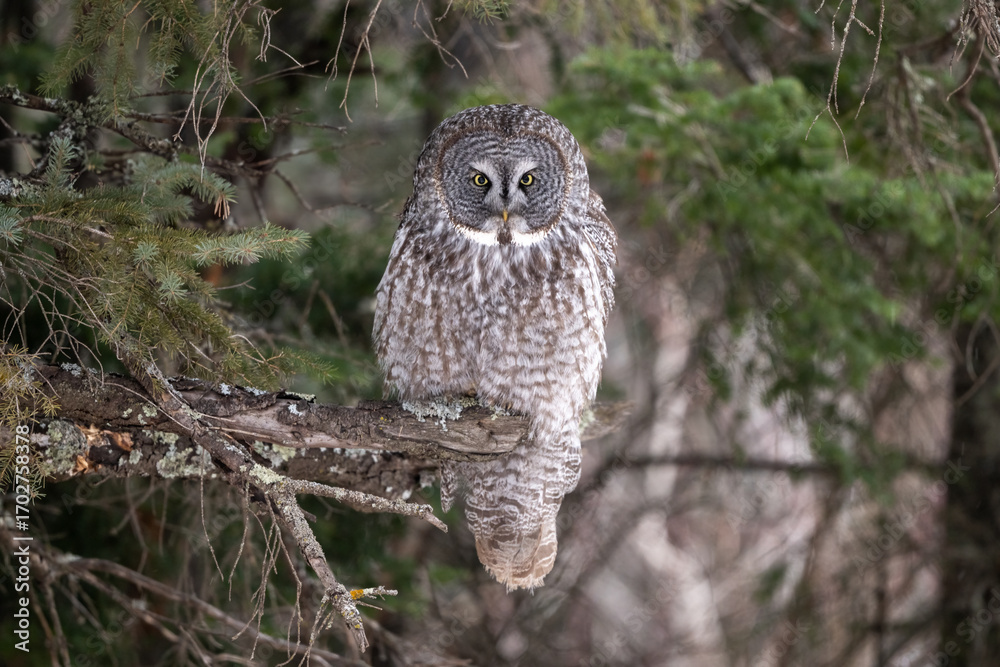 Fototapeta premium great grey owl closeup portrait in woods with beautiful background