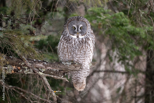 Wallpaper Mural great grey owl closeup portrait in woods with beautiful background Torontodigital.ca
