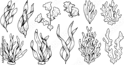 seaweed set hand drawn vector illustration in outline style silhouette isolated on white background
