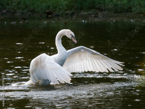 Принти на полотні Cygne tuberculé (Cygnus olor) déployant ses ailes sur un étang à Buc, Île-de-Fra