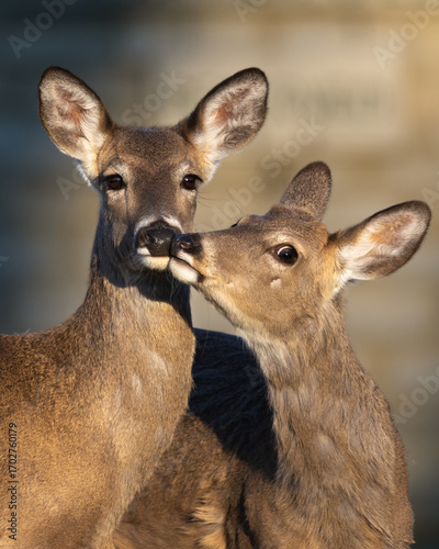 deer kissing