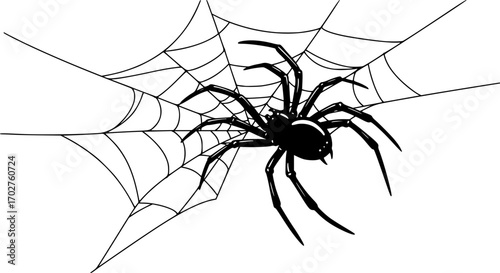 Black spider and torn web. Scary spiderweb of halloween symbol