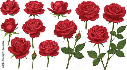 Detailed collection of red roses and rosebuds with green leaves and stems on white background, perfect for floral design projects
