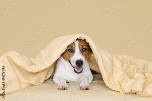 Cute Jack Russell Terrier dog lying on a bed, covered by a soft yellow blanket
