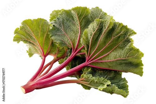 Close-up of rhubarb stalks and leaves.  Vibrant crimson-pink stalks with deep green, textured leaves.  Fresh, healthy produce.  Isolated on black background
