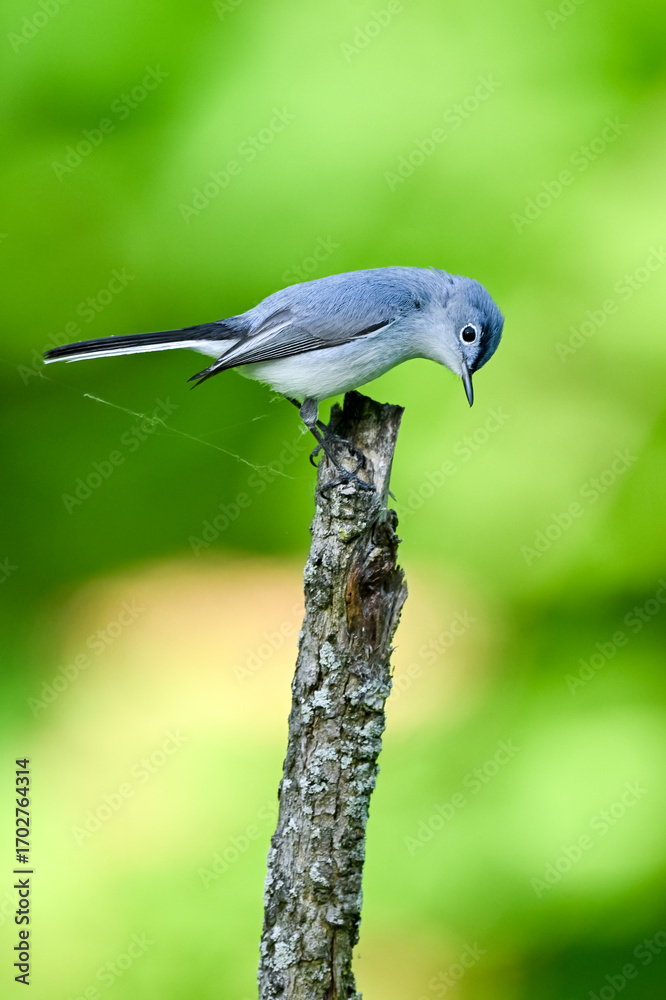 Fototapeta premium Bird portrait