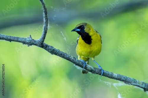orchard oriole