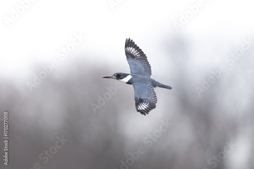 belted kingfisher