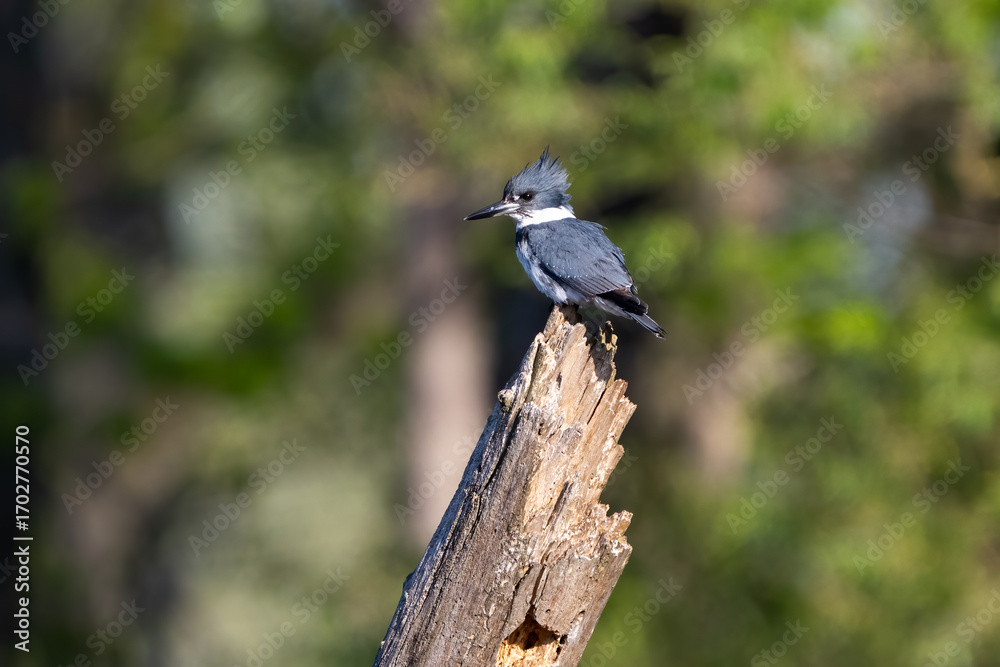 Obraz premium belted kingfisher