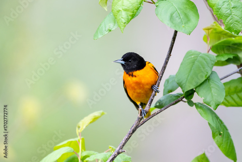Εκτύπωση καμβά baltimore oriole