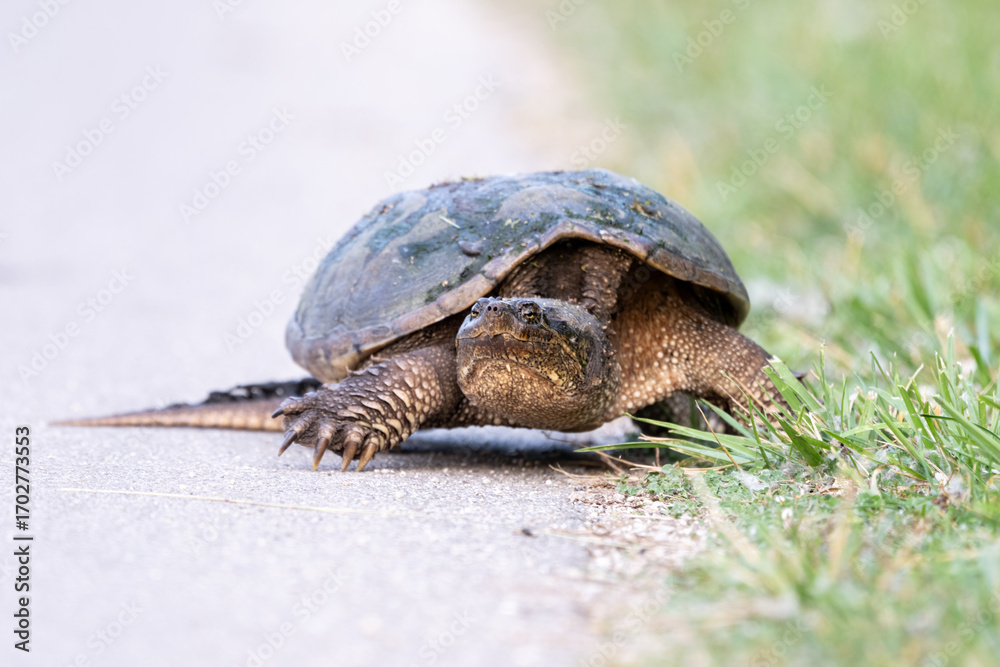 Obraz premium turtle on the grass and road