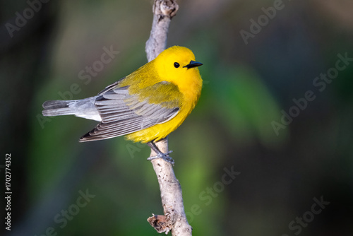 Φωτογραφία prothonotary warbler