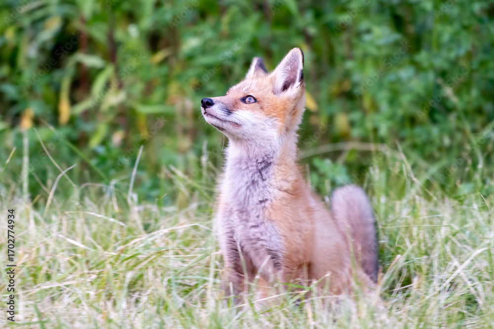 Fototapeta premium red fox in the grass