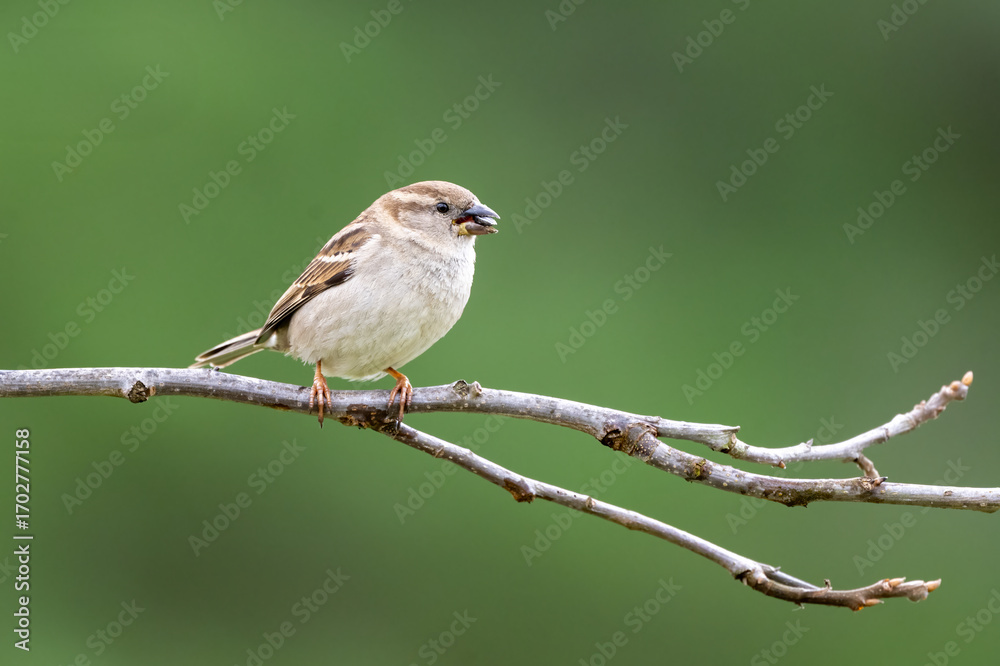Fototapeta premium house sparrow