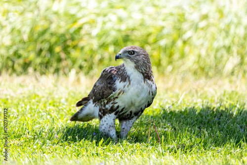 red tailed hawk in grass