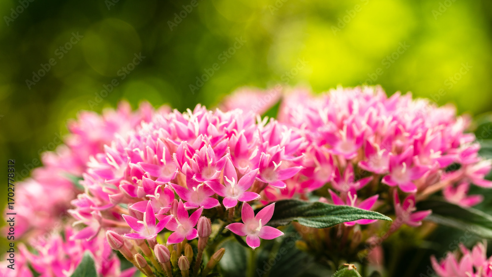 Obraz premium Pink Pentas Flowers