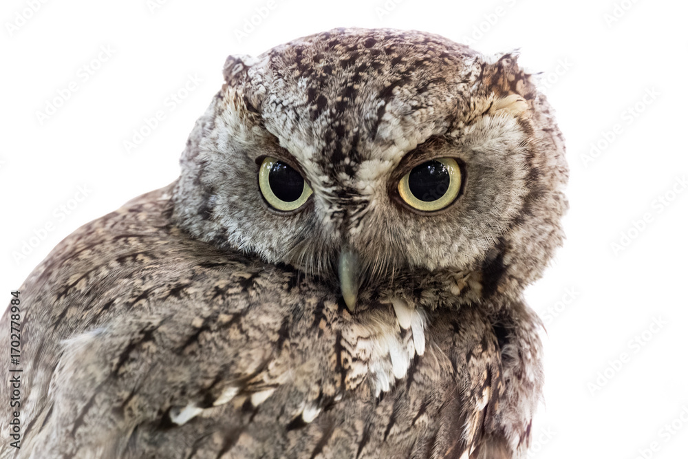 Obraz premium eastern screech owl