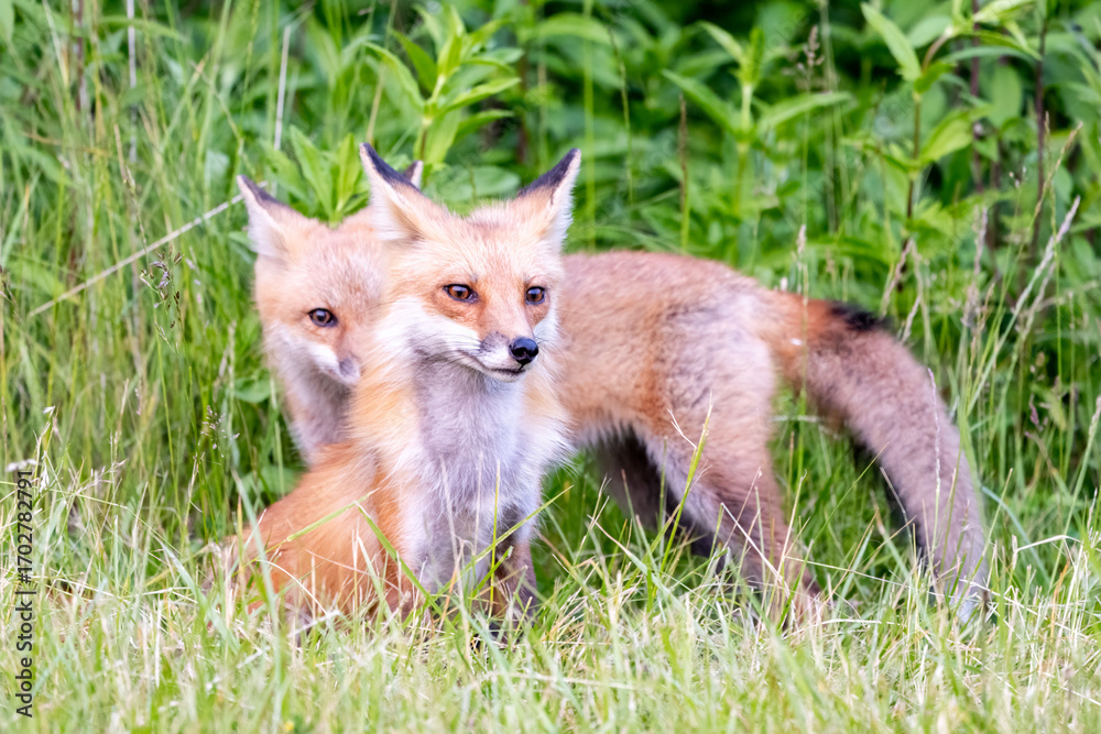 Obraz premium red fox cub