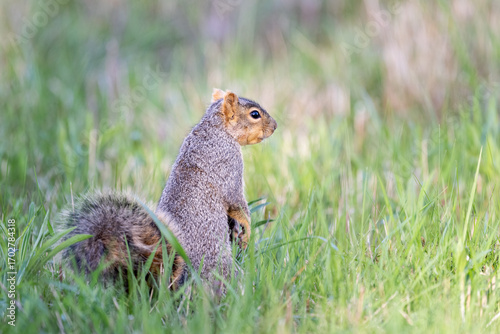 squirrel in the park