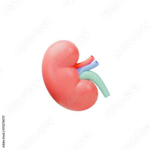 Stylized 3d human kidney anatomy isolated on transparent background