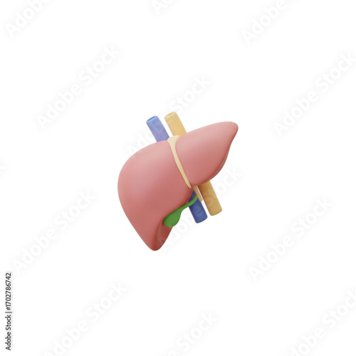 Stylized 3d human liver anatomy isolated on transparent background