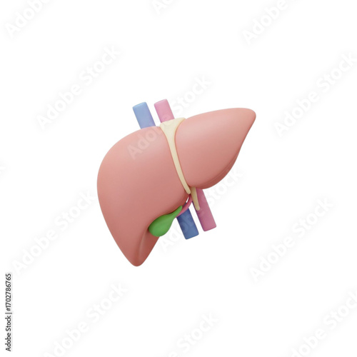 3d rendering of a human liver with gallbladder and blood vessels isolated on transparent background