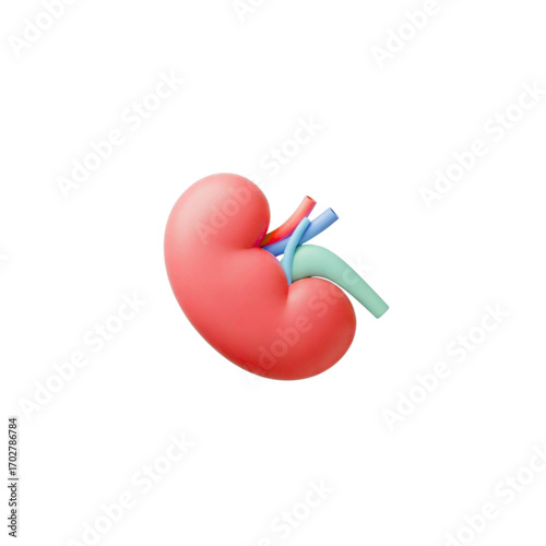 Stylized 3d human kidney with blood vessels isolated on transparent background