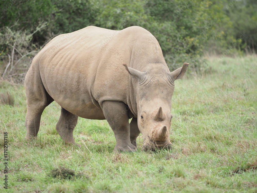 Obraz premium Nashorn im Nationalpark