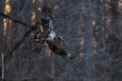 juvenile eagle in flight