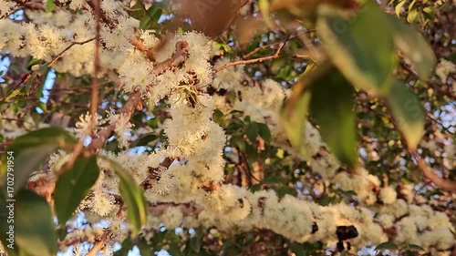 Jaboticaba flowering and bees pollinating in Brazil, natural light, selective focus. 4k.