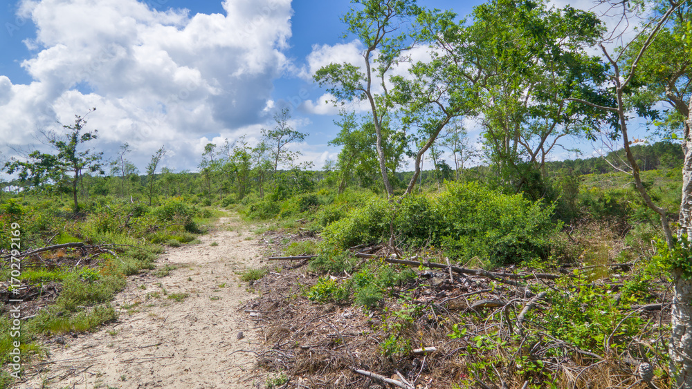 Fototapeta premium Coastal forest and sand dune landscape near Hossegor, France, with lush greenery and natural scenery under a partly cloudy sky.