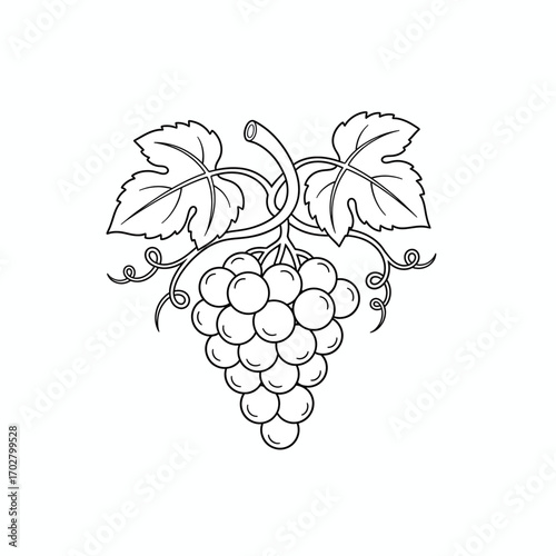 Grape Vine with Leaves Line Art Drawing isolated on white transparent background