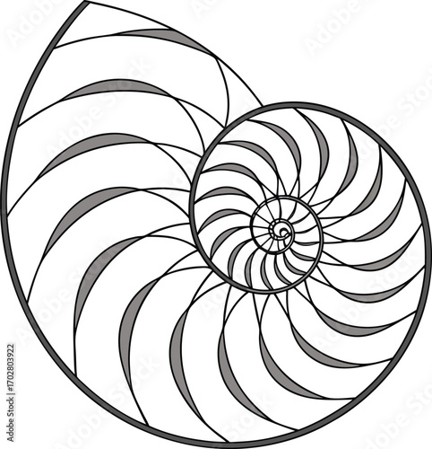 Vector illustration of a nautilus shell with a colorful spiral pattern and a blue and light swirl design
