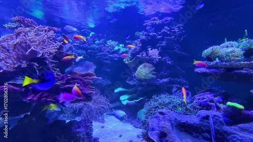 tropical fish of different colors swimming in coral reef aquarium with purple corals and clear blue water

