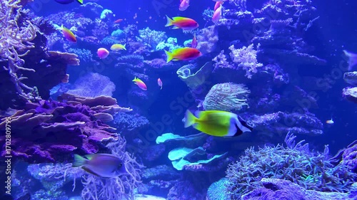Beautiful tropical fish of different colors swimming in a vibrant coral reef aquarium with purple corals and clear blue water

