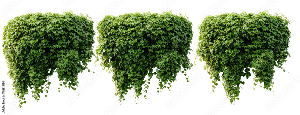 Obraz premium Three clumps of dense, vibrant green foliage