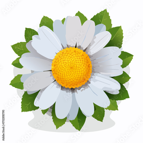 Kamillenblüte