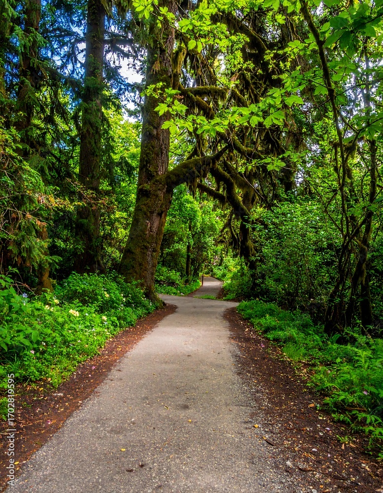 Fototapeta premium Lush forest path winds through verdant trees
