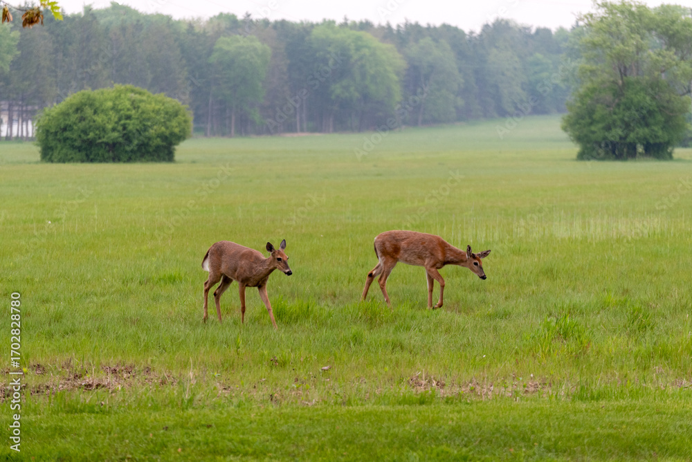 Naklejka premium White-Tailed Deer Feeding In An Urban Field in Wisconsin Amid Wildfire Smoke From Canada