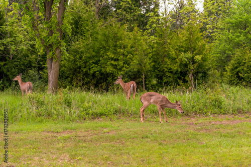 White-Tailed Deer Feeding In An Urban Field In Wisconsin In Spring