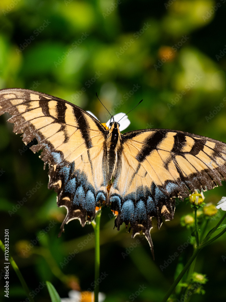 Fototapeta premium eastern tiger swallowtail