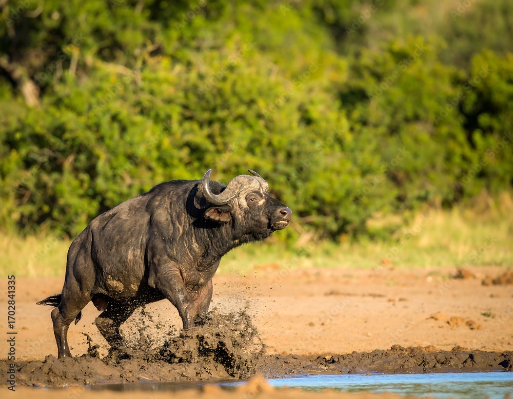 Fototapeta premium African buffalo splashing in muddy water