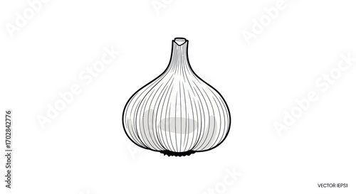 Monochrome garlic bulb illustration featuring detailed lines and subtle shading perfect culinary