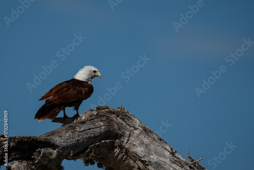 Brahminy Kite  perched on a tree branch on a sunny day 