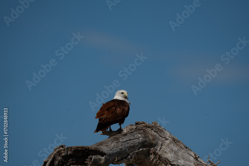 Brahminy Kite  perched on a tree branch on a sunny day 