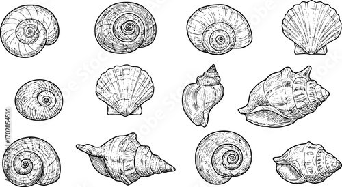 sea shell collection hand drawn vector in outline style
