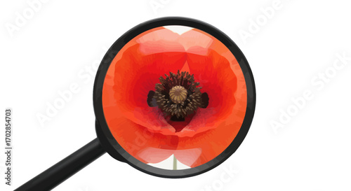 Captivating closeup of a vibrant scarlet poppy magnified, unveiling intricate details under the