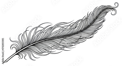 Elegant quill illustration rendered in detailed linework for various design projects