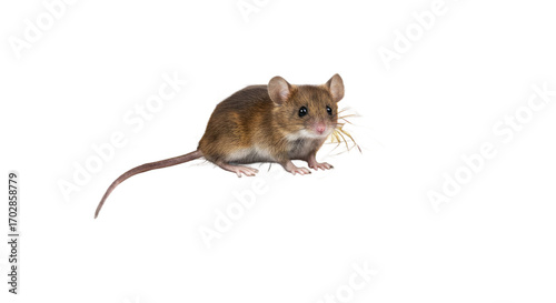 Adorable House Mouse with Brown Fur on a Blurred Brown Background, Small Rodent with a Delicate Tail, Perfect for Children's Book Illustrations
