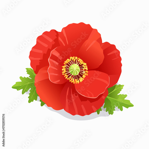 Klatschmohn
